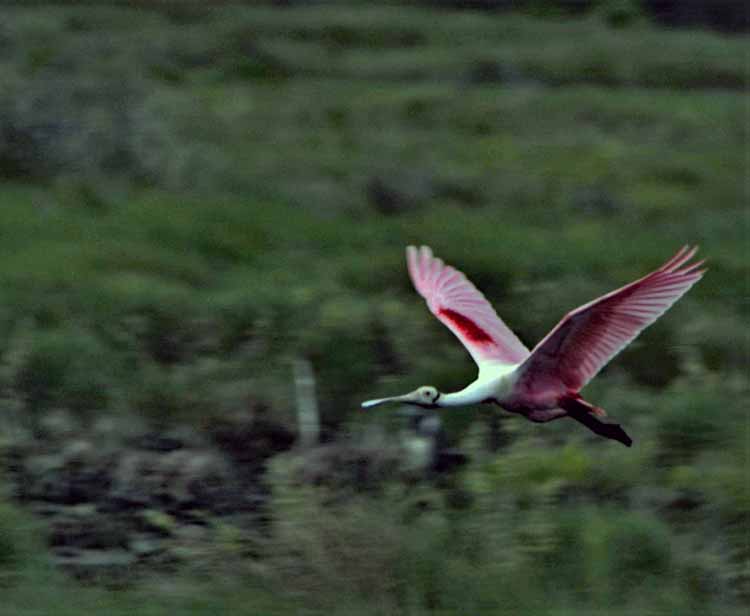 spoonbills